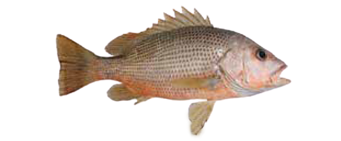 Jhon Snapper